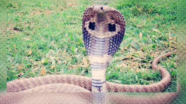 सांप के रेस्क्यू पर हुई सराहना