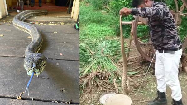 तीन ज़हरीले सांप को किया काबू 