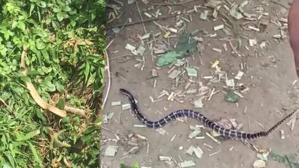 एशिया का सबसे ज़हरीला सांप है रसैल वाइपर