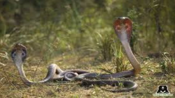 क्या नहीं करना चाहिए