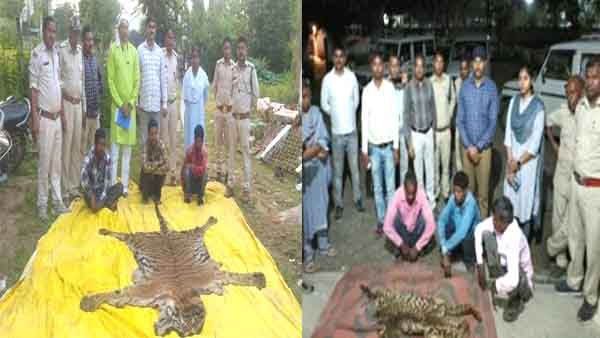 surajpur tiger skine surajpur tiger skine