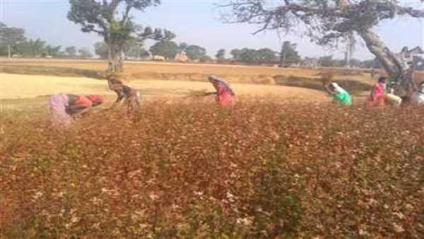 बिचौलिए ही किसानों से खरीदते हैं टाउ, नहीं मिलती कीमत बिचौलिए ही किसानों से खरीदते हैं टाउ, नहीं मिलती कीमत