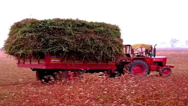 सरगुजा संभाग के 3000 हेक्टेयर में होती है टाउ की खेती सरगुजा संभाग के 3000 हेक्टेयर में होती है टाउ की खेती