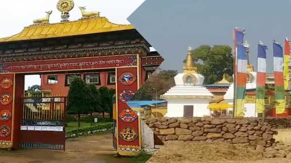 तिब्बती शरणार्थियों ने शुरू की टाउ की खेती तिब्बती शरणार्थियों ने शुरू की टाउ की खेती