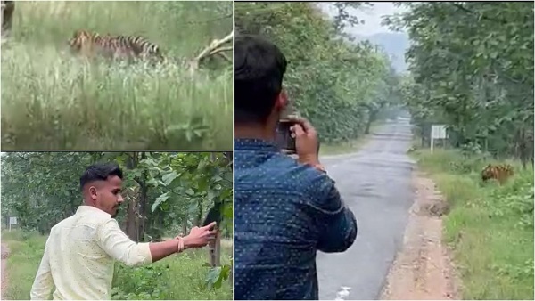 बाघ को खुद के साथ एक फ्रेम में दिखाने मौत को दावत