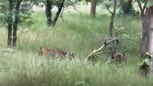 पर्यटकों के लिए खुल चुके हैं पन्ना टाइगर रिजर्व के द़वार