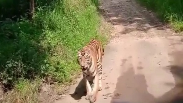 मानसून में बंद थे दरवाजे, 1 अक्टूबर से ओपन हुए पीटीआर मानसून में बंद थे दरवाजे, 1 अक्टूबर से ओपन हुए पीटीआर