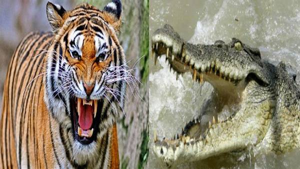 6 महीने में 8 लोगों को बना चुका था शिकार