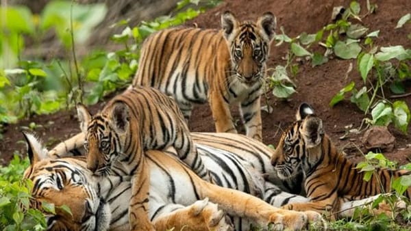बाघिन रॉ के शावक भी सुरिक्षत