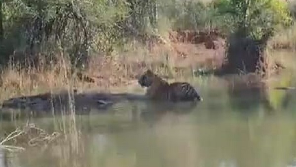 टाइगर पानी के अंदर जलक्रीड़ा आनंद ले रहा था