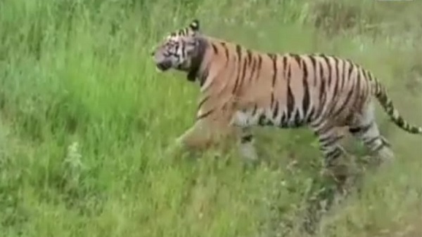 टाइगर रिजर्व में 76 से अधिक बाघ मौजूद है टाइगर रिजर्व में 76 से अधिक बाघ मौजूद है