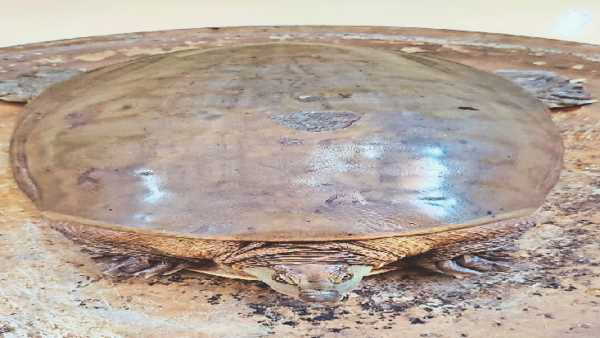 कछुए को लेकर अपवाह के शिकार होते हैं ग्रामीण