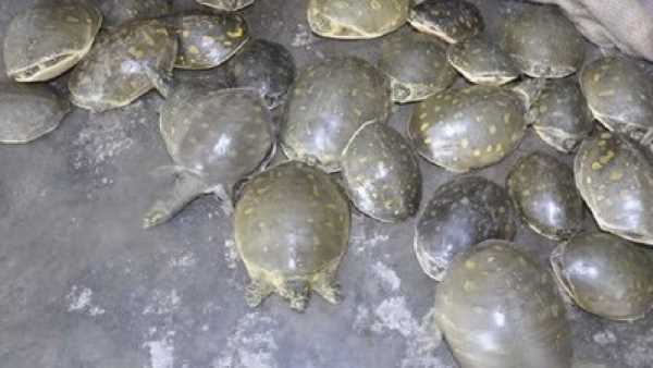 नागपुर से लाकर दुर्ग में करते थे विशेष कछुआ की तस्करी