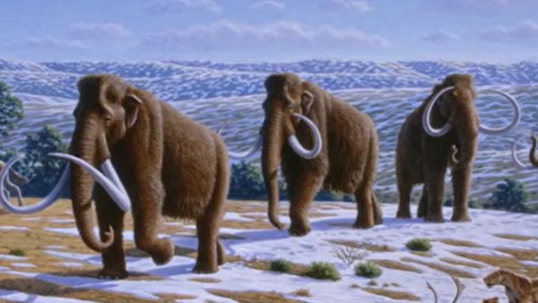 कब विलुप्त हो गया था वुली मैमथ?