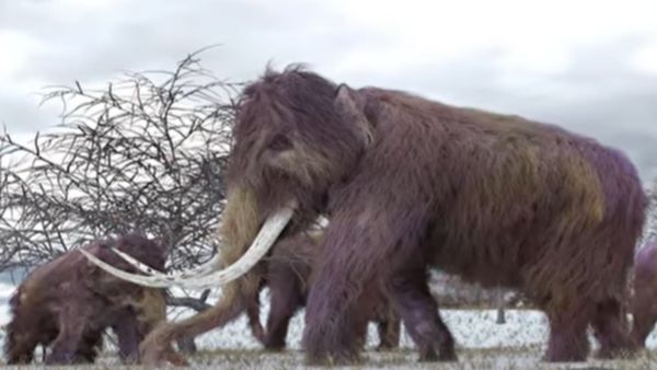 धरती पर कब बसते थे लुली मैमथ?