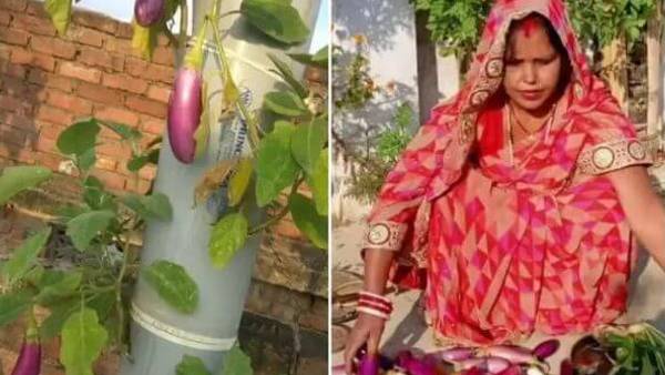 बांस और पीवीसी पाइप के ज़रिए खेती