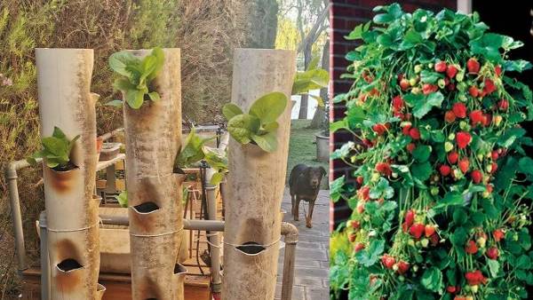 वर्टिकल गार्डेन किसे कहते हैं ?