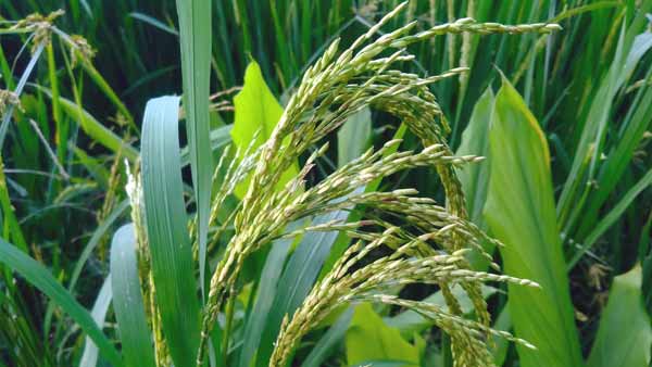 सूख रहे धान की बालियों में लगे दाने सूख रहे धान की बालियों में लगे दाने