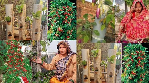 कम खर्च में उगाएं ऑर्गेनिक सब्जी