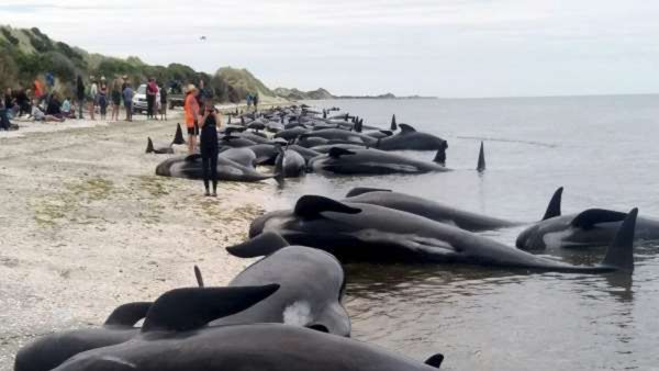 पहले भी फंसती रही हैं व्हेल मछलियां