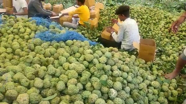 टोकरी का कुल इतना है भाव टोकरी का कुल इतना है भाव