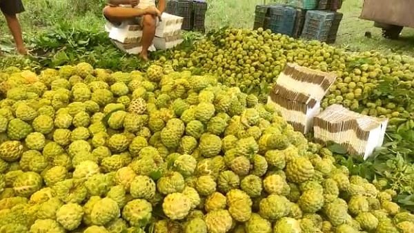 सीताफल की हो रही बंपर आवक सीताफल की हो रही बंपर आवक