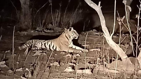 बाघ के डर से गांव से बाहर नहीं जा रहे हैं ग्रामीण