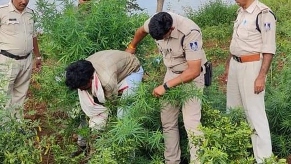 मिर्ची के पौधे के बीच गांजे की फसल 