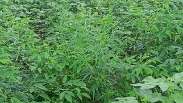 कार्रवाई के दौरान मिली शिकायत 