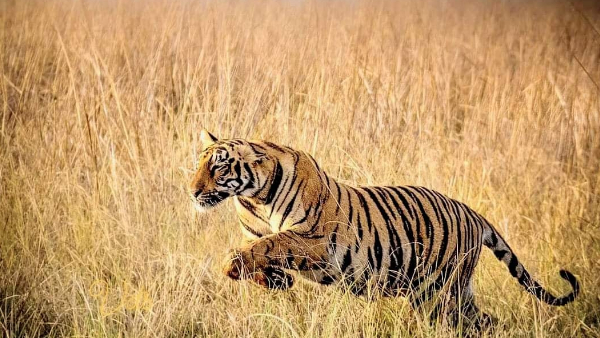 इन इलाकों में है बाघ की दहशत