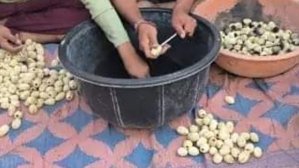 जानिए क्या होता है हिंगोट?