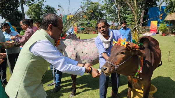MP में 1 करोड़ 87 लाख से ज्यादा गोवंश : CM MP में 1 करोड़ 87 लाख से ज्यादा गोवंश : CM