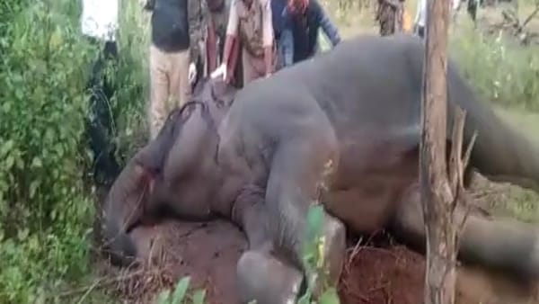 मुश्किल से काबू में आया हाथी