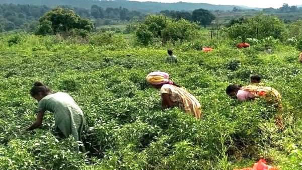 ग्रामीणों को मिल रहा रोजगार, महिलांए हुई आत्मनिर्भर ग्रामीणों को मिल रहा रोजगार, महिलांए हुई आत्मनिर्भर