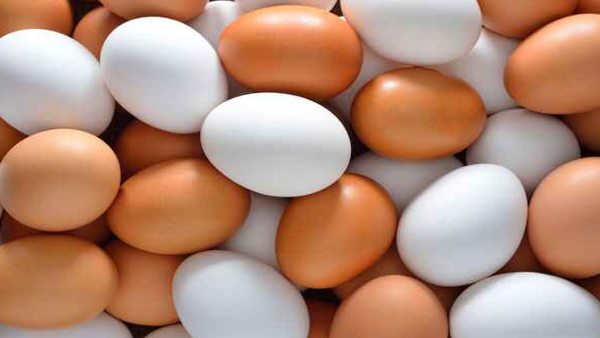 Unfertilized Egg शाकाहर क्यों?