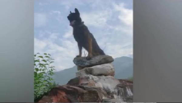 डॉग के घायल होने पर सेना के जवानों ने शेयर किया था भावुक वीडियो