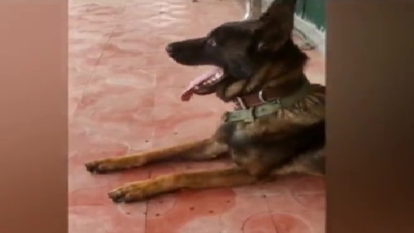 डॉग जूम को सेना ने दी अंतिम सलामी