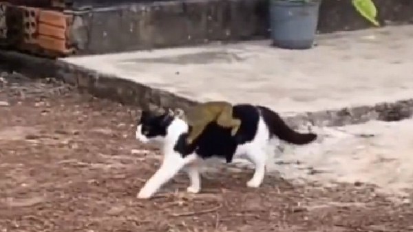 एक दूसरे को साथ लेकर चलते हैं