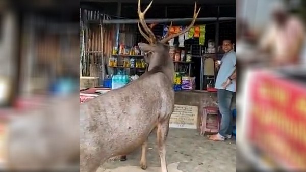 चाय की दुकान के सामने खड़ा हो गया हिरण