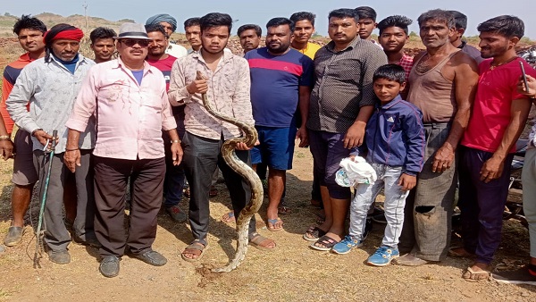 12 फीट लंबा फुर्तीला अजगर है