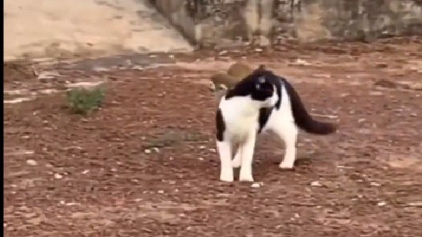 जानवरों भी खास प्रेम