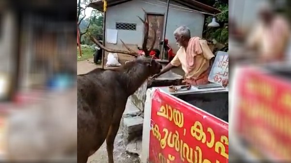 हिरण को अपने हाथों से खिलाया