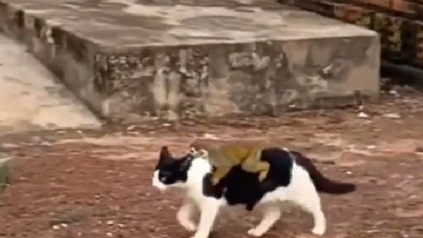 चीतल की पीठ पर बंदर की सवारी