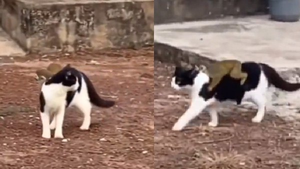 जीत रहा लोगों का दिल