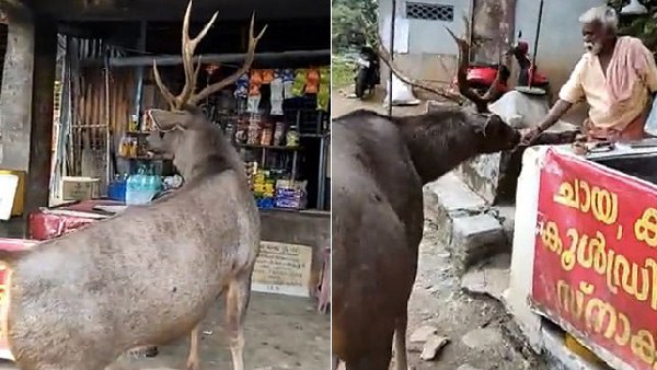 आईएफएस अधिकारी ने शेयर किया वीडियो