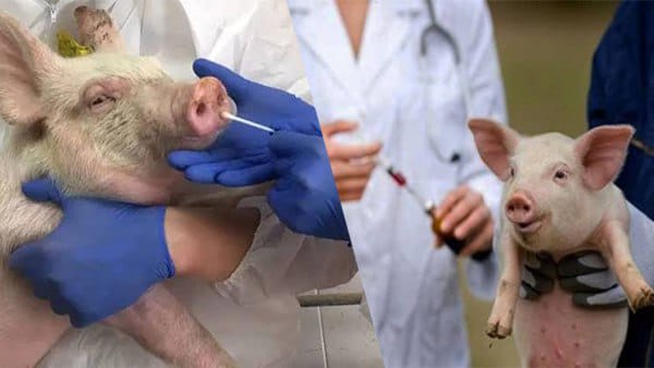 African swine fever African swine fever