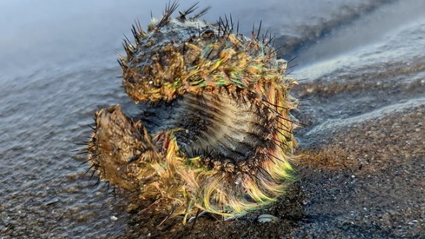 हरे रंग का विचित्र सा जीव 