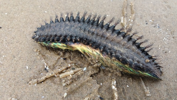 वाइल्ड लाइफ ने बताया सच