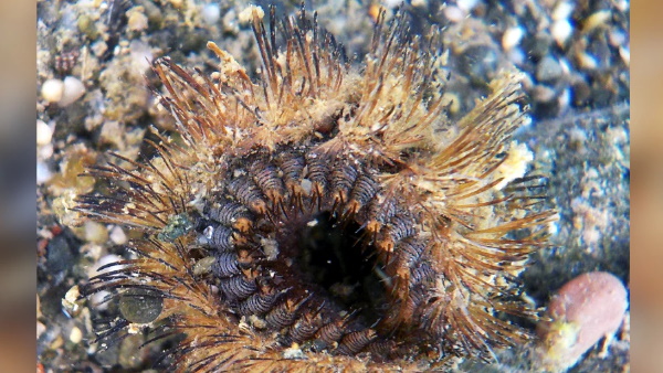 पहले समझ बैठे अनानास का टुकड़ा