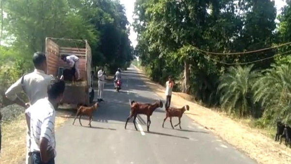 बकरियां गुलाबरानी के बाड़े में नहीं गईं, जबकी काछी पिपरिया में तत्काल चली गईं बकरियां गुलाबरानी के बाड़े में नहीं गईं, जबकी काछी पिपरिया में तत्काल चली गईं